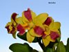 Blc. Empress Worsley Roman Holiday